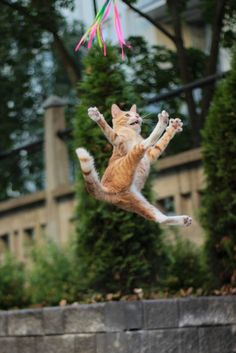 an orange and white cat jumping up into the air to catch a pink kite with it's tail