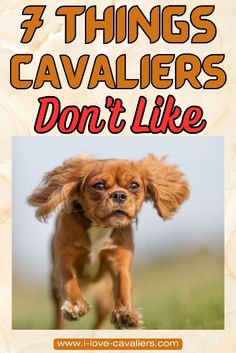 a brown dog running across a field with the words, 3 things cavallers don't like