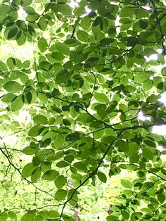 green leaves are growing on the branches of trees in the sun shining through the leaves