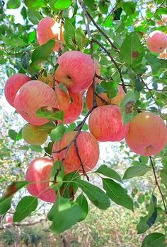 Stilllife References, Village Landscape Photography Nature, Fruits And Vegetables Pictures, Vegetable Pictures, Pottery Patterns, Fruit Picture, Landscape Photography Nature, Art Gallery Wallpaper