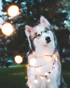 a husky dog with christmas lights around it's neck sitting on the grass in front of some trees