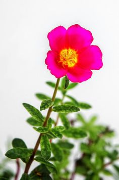 a pink flower with yellow center sitting on top of a green leafy plant in front of a white wall