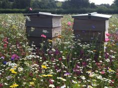 two beehives in a field full of wildflowers