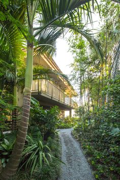 a pathway leading to a house in the jungle