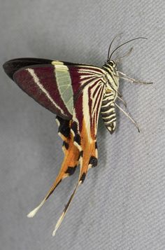 a colorful moth sitting on top of a gray surface