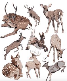 an image of deers in different poses