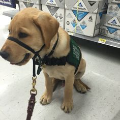 a brown dog wearing a green vest and leash sitting on the floor in front of some boxes