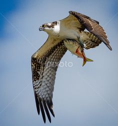 an ostrich with a fish in it's mouth flying through the air