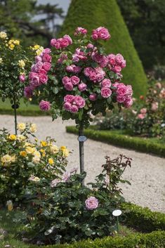 pink roses are blooming in the middle of an ornamental garden with hedges and trees