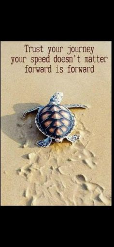 a turtle on the sand with a quote about it's journey to the ocean