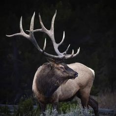 an elk with large antlers standing in the grass