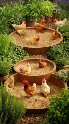 there are many chickens in the garden on top of this planter and some plants