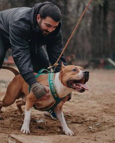 a man petting a brown and white dog on top of a dirt field with trees in the background