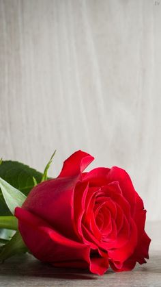 a single red rose sitting on top of a table