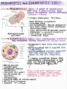 the diagram shows how cells are made and what they look like