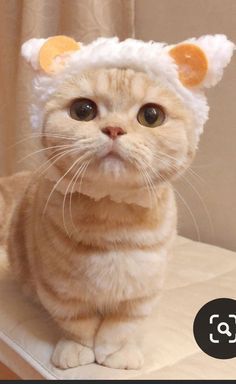 an orange and white cat sitting on top of a table wearing a hat with ears