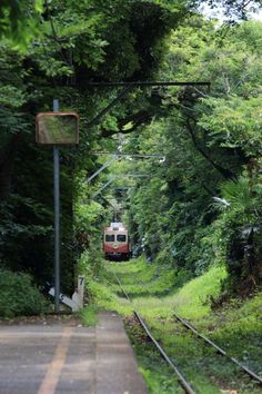 a train traveling through a lush green forest filled with lots of trees and bushes on the side of a road