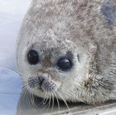 a seal is sitting on the hood of a car