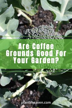 broccoli growing in the ground with text that reads are coffee grounds good for your garden?