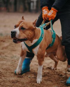 a brown and white dog standing on top of a dirt field next to a person