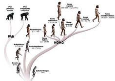 the evolution of humans is shown in this graphic diagram, which shows how many people are walking