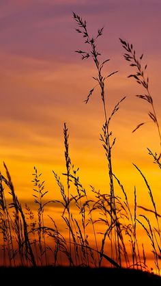 the silhouette of tall grass against an orange and blue sky at sunset or dawn with clouds