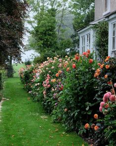 a row of flowers in front of a house on the side of a road next to a lush green field