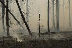 a forest filled with lots of dead trees and burning grass in the middle of it