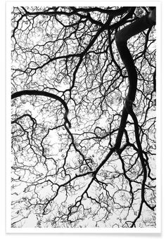 looking up at the branches of trees with no leaves on them in black and white