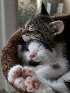 a cat sleeping on top of a bed with its eyes closed and paw stretched out