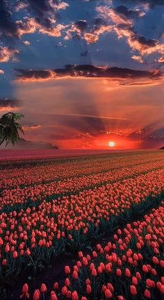 the sun is setting over a field full of tulips and palm trees in the foreground