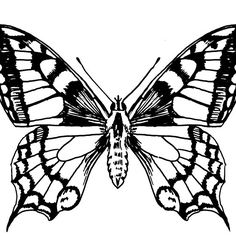 a black and white drawing of a butterfly