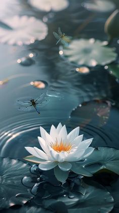 a white flower floating on top of water