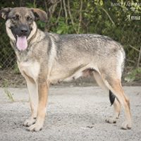 a large dog standing on top of a dirt road