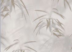 the shadow of bamboo leaves on a white wallpapered background is seen in this image