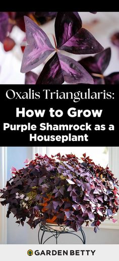 purple flowers in a pot with text overlay that says oxalas triangularis how to grow purple shamrock as a houseplant