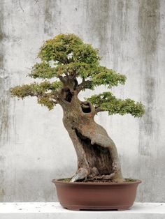 a bonsai tree in a brown pot on a white table next to a concrete wall