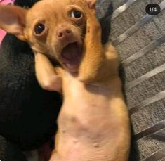 a small brown dog laying on top of a bed