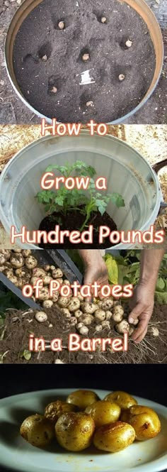 two pictures showing how to grow potatoes in a barrel