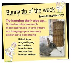 bunny tip of the week from best4bunny, with an image of a rabbit in a cage