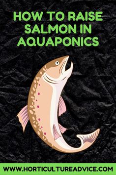 how to raise salmon in aquariums