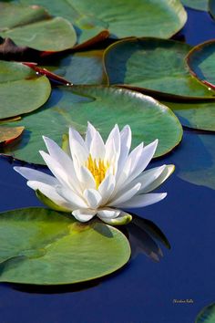 a white water lily floating on top of green leaves