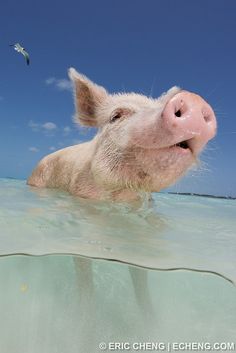 a pig swimming in the ocean with a bird flying over it's head and nose