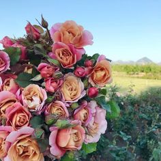 a bouquet of pink and orange roses in a vase