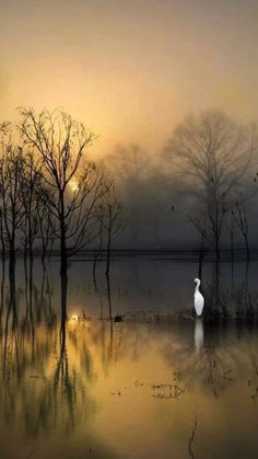 a white swan standing in the middle of a flooded area with trees and birds flying around