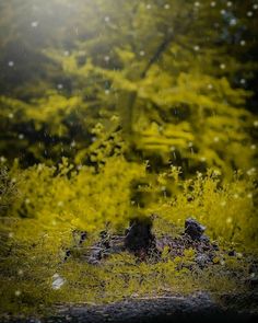 the sun shines brightly in front of some trees and bushes on a rainy day