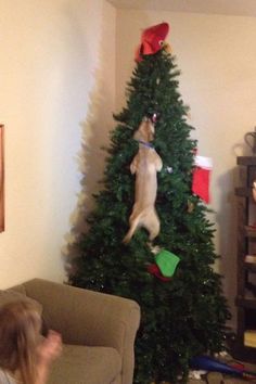 a dog jumping up into the air on top of a christmas tree