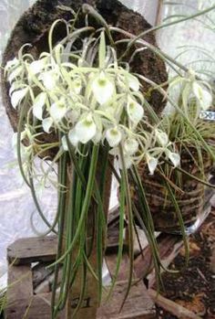 some white flowers are in a potted planter next to wood and plants growing out of it