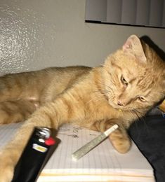 cat smoking a blunt Image Chat, Bad Cats, Puff And Pass, Orange Cat