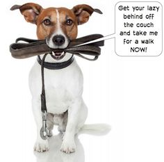 a brown and white dog holding a leash in it's mouth with the caption get your lazy behind off the couch and take me for a walk now